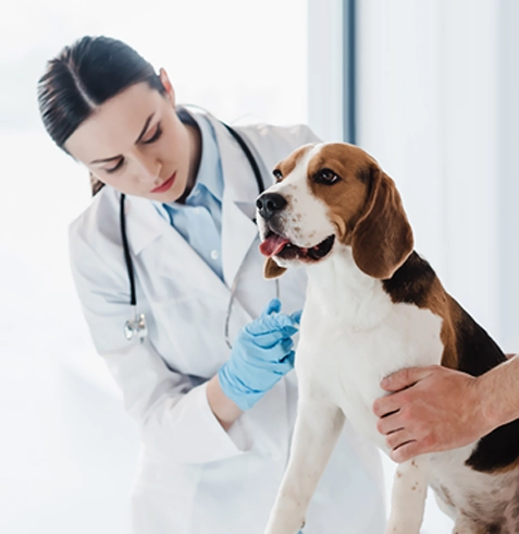 Yenişarbademli Veteriner